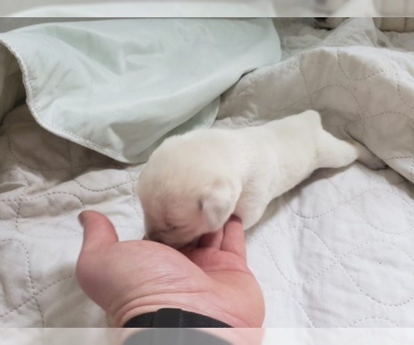 Medium Photo #76 Labrador Retriever Puppy For Sale in NEW LENOX, IL, USA