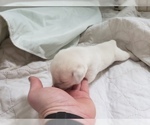 Small Photo #76 Labrador Retriever Puppy For Sale in NEW LENOX, IL, USA