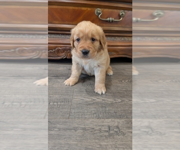 Medium Photo #3 English Cream Golden Retriever Puppy For Sale in SACRAMENTO, CA, USA