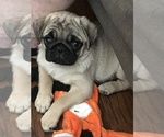 Small Photo #1 Pug Puppy For Sale in MANTECA, CA, USA
