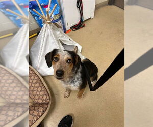 Australian Shepherd-Unknown Mix Dogs for adoption in Ogden, UT, USA