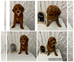 Image preview for Ad Listing. Nickname: Red Male