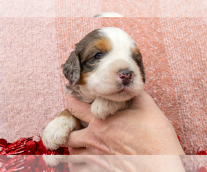 Bernedoodle (Miniature) Puppy for sale in ROY, UT, USA