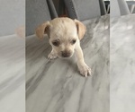 Puppy Puppy 5 Chihuahua-Mal-Shi Mix
