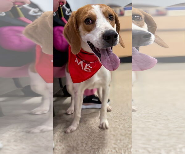 Medium Photo #15 Mutt Puppy For Sale in Rustburg, VA, USA