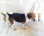 Small Photo #3 Beagle Puppy For Sale in Apple Valley, CA, USA