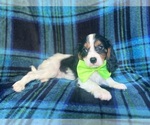 Small #4 Cavalier King Charles Spaniel