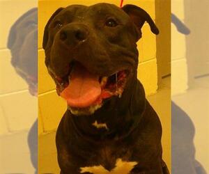 Mastiff-Unknown Mix Dogs for adoption in Sanford, FL, USA