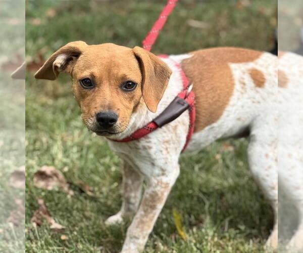Medium Photo #4 Beagle-Chihuahua Mix Puppy For Sale in Yardley, PA, USA