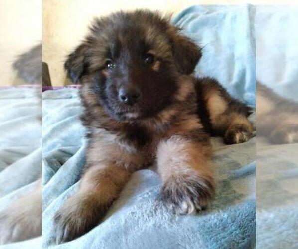 Medium Photo #4 King Shepherd Puppy For Sale in YUCCA VALLEY, CA, USA