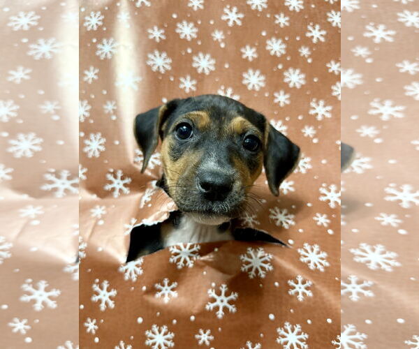 Medium Photo #3 Mutt Puppy For Sale in Holly Springs, NC, USA