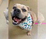 Small American Staffordshire Terrier