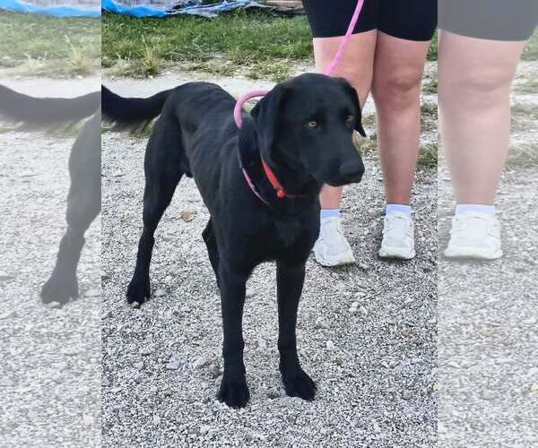 Medium Photo #4 Mutt Puppy For Sale in Stover, MO, USA