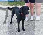 Small Photo #4 Mutt Puppy For Sale in Stover, MO, USA