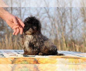 ShihPoo Puppy for sale in DYERSBURG, TN, USA