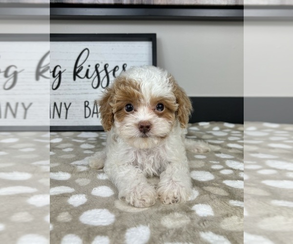 Medium Photo #3 Cavapoo Puppy For Sale in INDIANAPOLIS, IN, USA