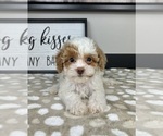 Small #2 Cavapoo