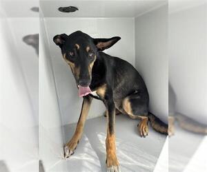 Doberman Pinscher-Unknown Mix Dogs for adoption in Houston, TX, USA