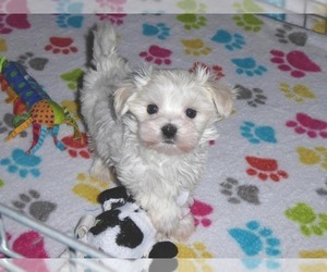 Maltese Puppy for Sale in ORO VALLEY, Arizona USA