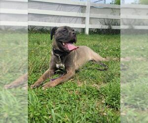 Boxer-Unknown Mix Dogs for adoption in Derwood, MD, USA
