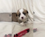 Puppy Pink collar Pembroke Welsh Corgi