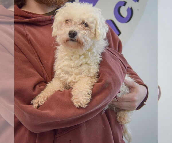 Medium Photo #3 Bichon Frise Puppy For Sale in Huntley, IL, USA