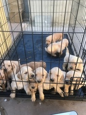 Golden Retriever Puppy for sale in LYNWOOD, CA, USA