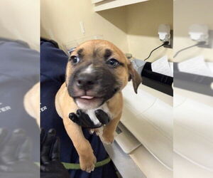 Mutt Dogs for adoption in Fremont, CA, USA