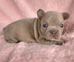 Small #6 French Bulldog