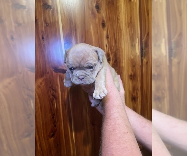 Medium Photo #3 Bulldog Puppy For Sale in GREERS FERRY, AR, USA