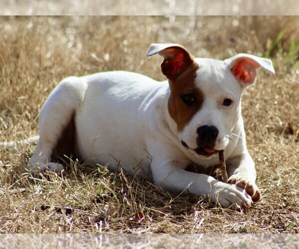 Medium Photo #13 American Bulldog-Staffordshire Bull Terrier Mix Puppy For Sale in Mooresville, NC, USA