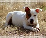 Small #12 American Bulldog-Staffordshire Bull Terrier Mix