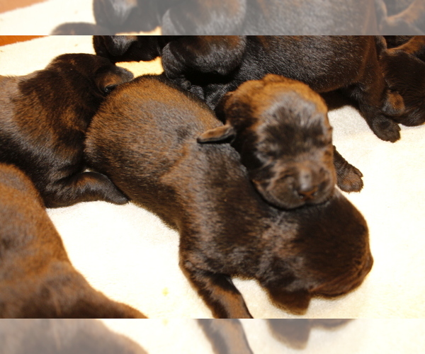 Medium Photo #2 Labrador Retriever Puppy For Sale in BARDSTOWN, KY, USA