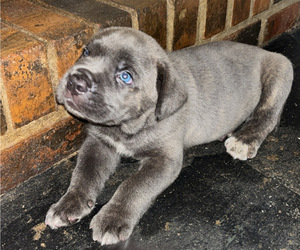 Cane Corso Puppy for sale in MONTGOMERY, AL, USA
