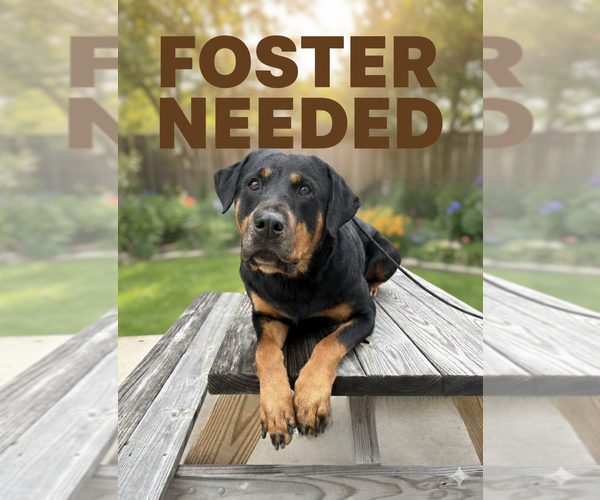 Medium Photo #7 Rottweiler-Unknown Mix Puppy For Sale in White Hall, AR, USA