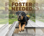 Small #6 Rottweiler Mix