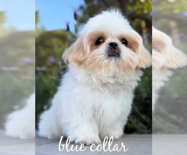 Medium Photo #4 Shih Tzu Puppy For Sale in RIVERSIDE, CA, USA