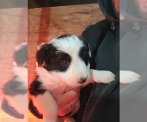 Border Collie Puppy for sale in NORWALK, WI, USA