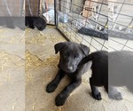 Small #6 Shepradors