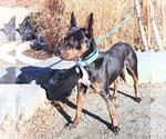 Small #10 Australian Kelpie Mix