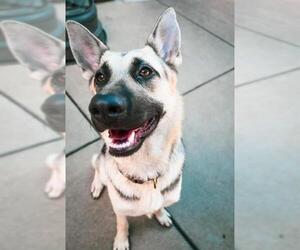 German Shepherd Dog Dogs for adoption in Sacramento, CA, USA