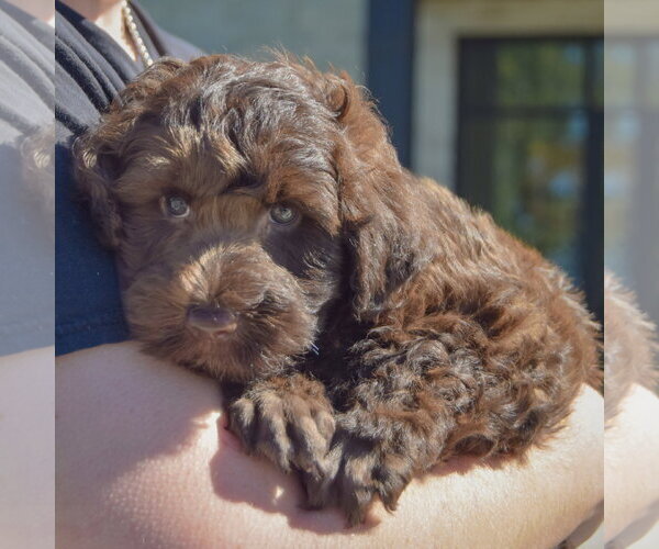 Medium Photo #3 Mutt Puppy For Sale in Huntley, IL, USA