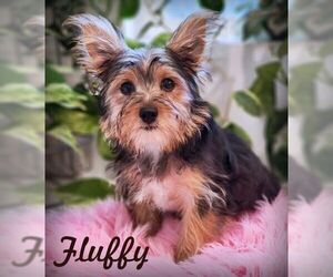 Mutt Dogs for adoption in Tustin, CA, USA