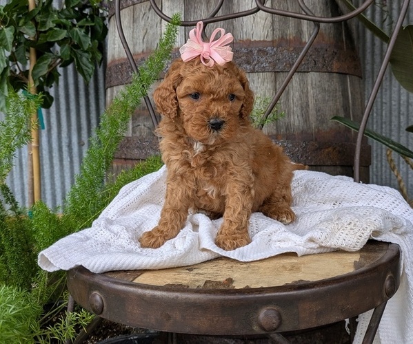 Medium Photo #34 Cavapoo Puppy For Sale in GOSHEN, IN, USA