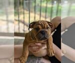 Puppy Bandit Bulldog