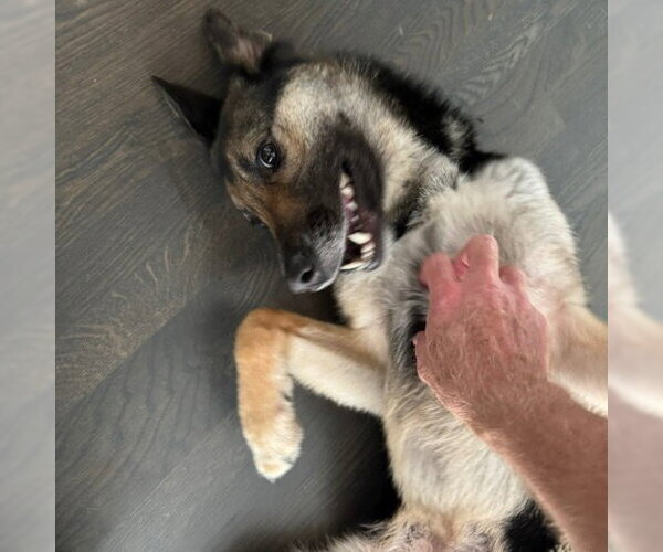 Medium Photo #2 German Shepherd Dog-Unknown Mix Puppy For Sale in Centreville, VA, USA
