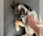 Small #1 German Shepherd Dog Mix