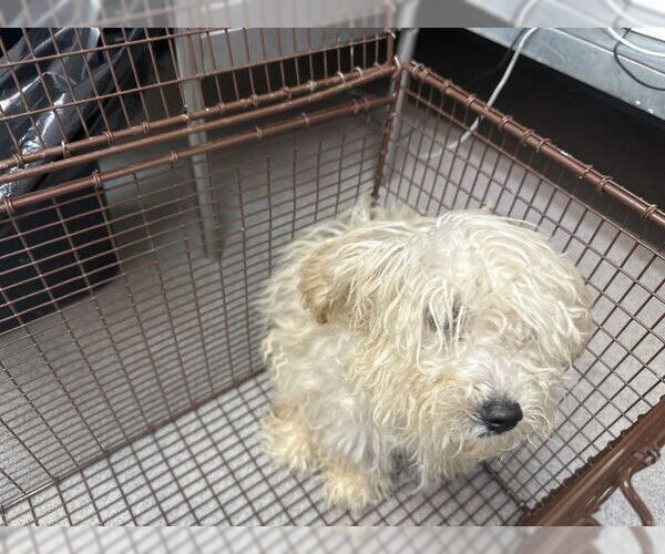 Medium Photo #1 Maltese Puppy For Sale in San Bernardino, CA, USA