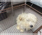 Small Maltese