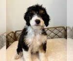 Puppy Dulcibear Australian Mountain Dog